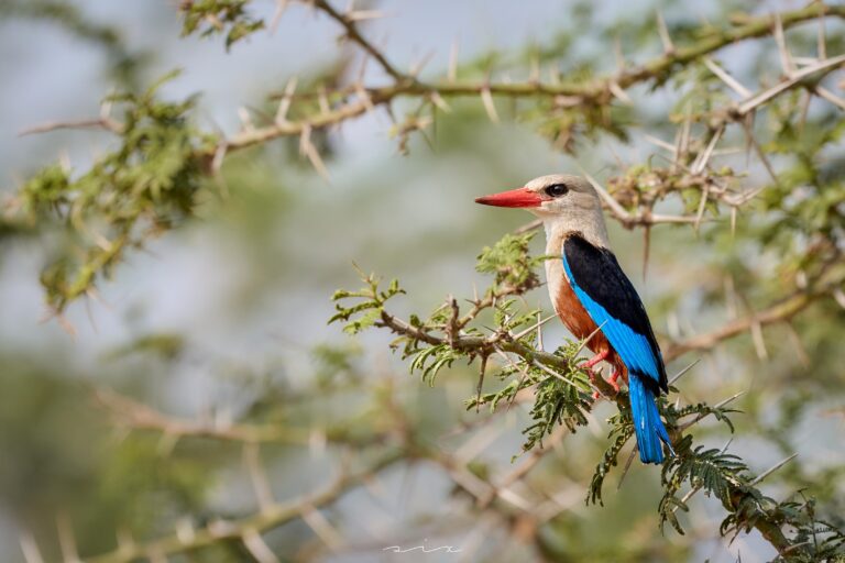 The Kingfisher Effect